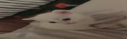 British Shorthair cats for sale: 3 beautiful pedigree kittens, white siblings!  - Advert 4