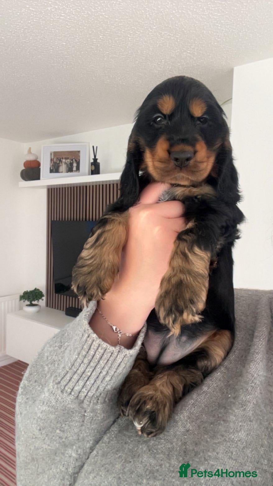 Cocker Spaniel dogs for sale: ONLY 3 AVAILABLE Show Type Cocker Spaniels  - Advert 1
