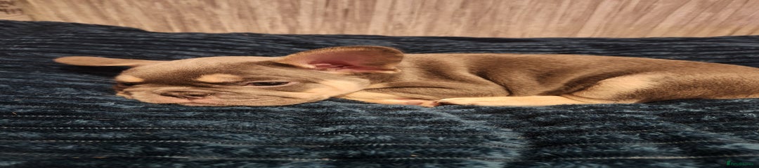 French Bulldog Puppy 2 (green)