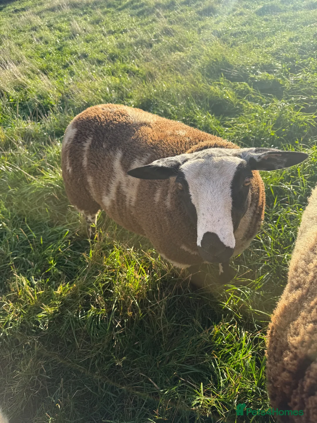 Sheep livestock for sale: Dutch Spotted × Zwartble Ewe Twin Lambs - Advert 2