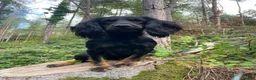 Cocker Spaniel dogs for sale: One KC registered girl left- ready now - Advert 5