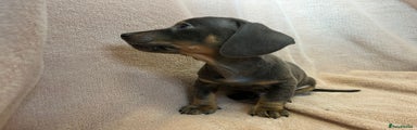 Miniature Dachshund Puppy 1