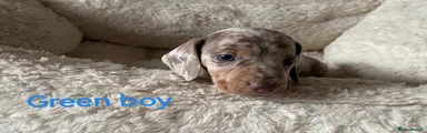 Dachshund Puppy 1