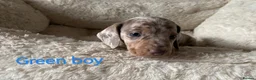 Dachshund dogs for sale: KC miniature smooth haired DNA tested dachshunds  - Advert 28