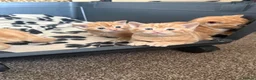 Domestic Shorthair cats for sale: Stunning ginger kittens  in Kinross - Advert 6