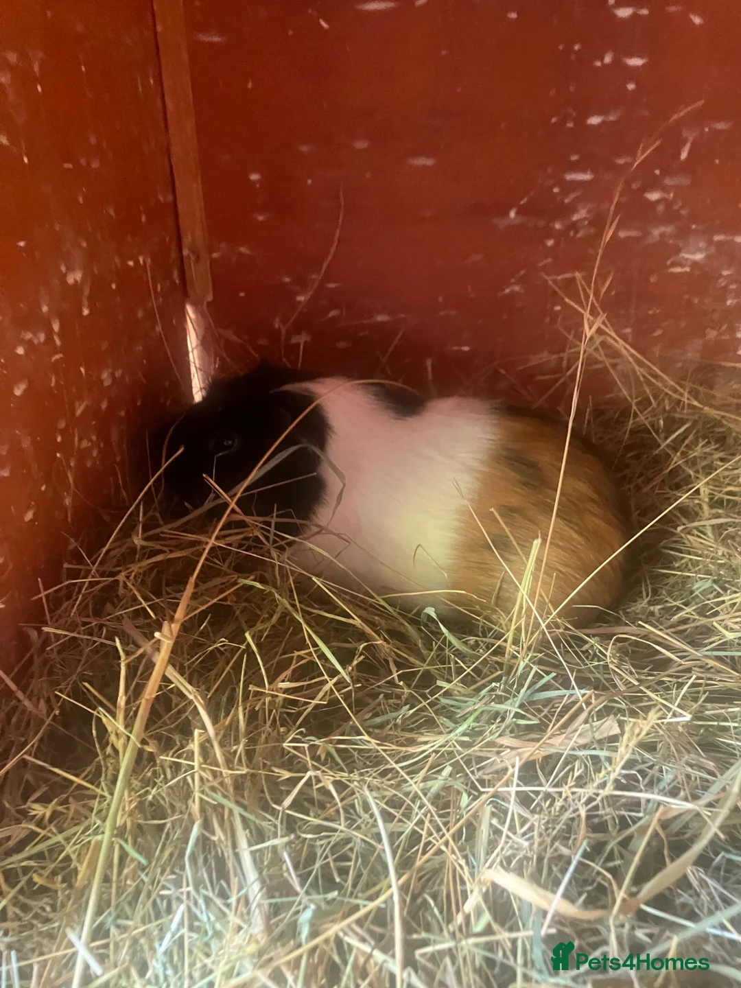 Guinea Pig rodents for sale: Male guinea pigs for sale  - Advert 5