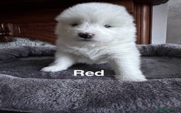 Samoyed dogs for sale: Samoyed Puppies — Ready to Reserve Now! - Image 20