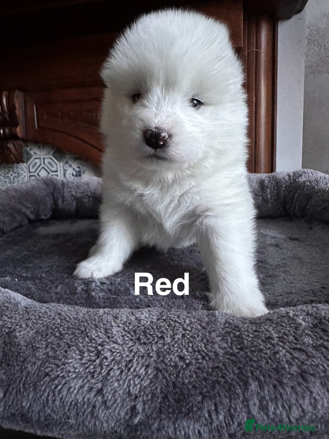 Samoyed dogs for sale: Samoyed Puppies — Ready to Reserve Now! - Image 20