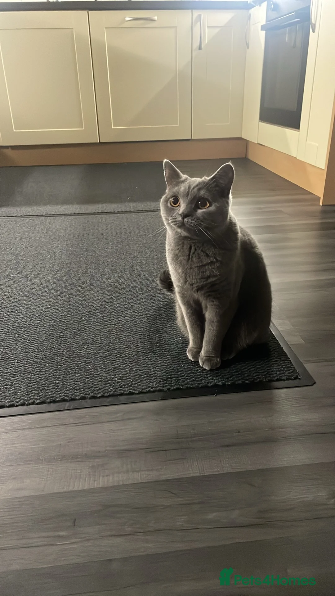 British Shorthair cats for stud: British shorthair female looking for male stud  - Advert 2