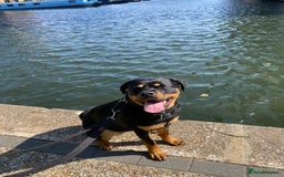 Rottweiler dogs for sale: Teenage Rottweiler - Image 6