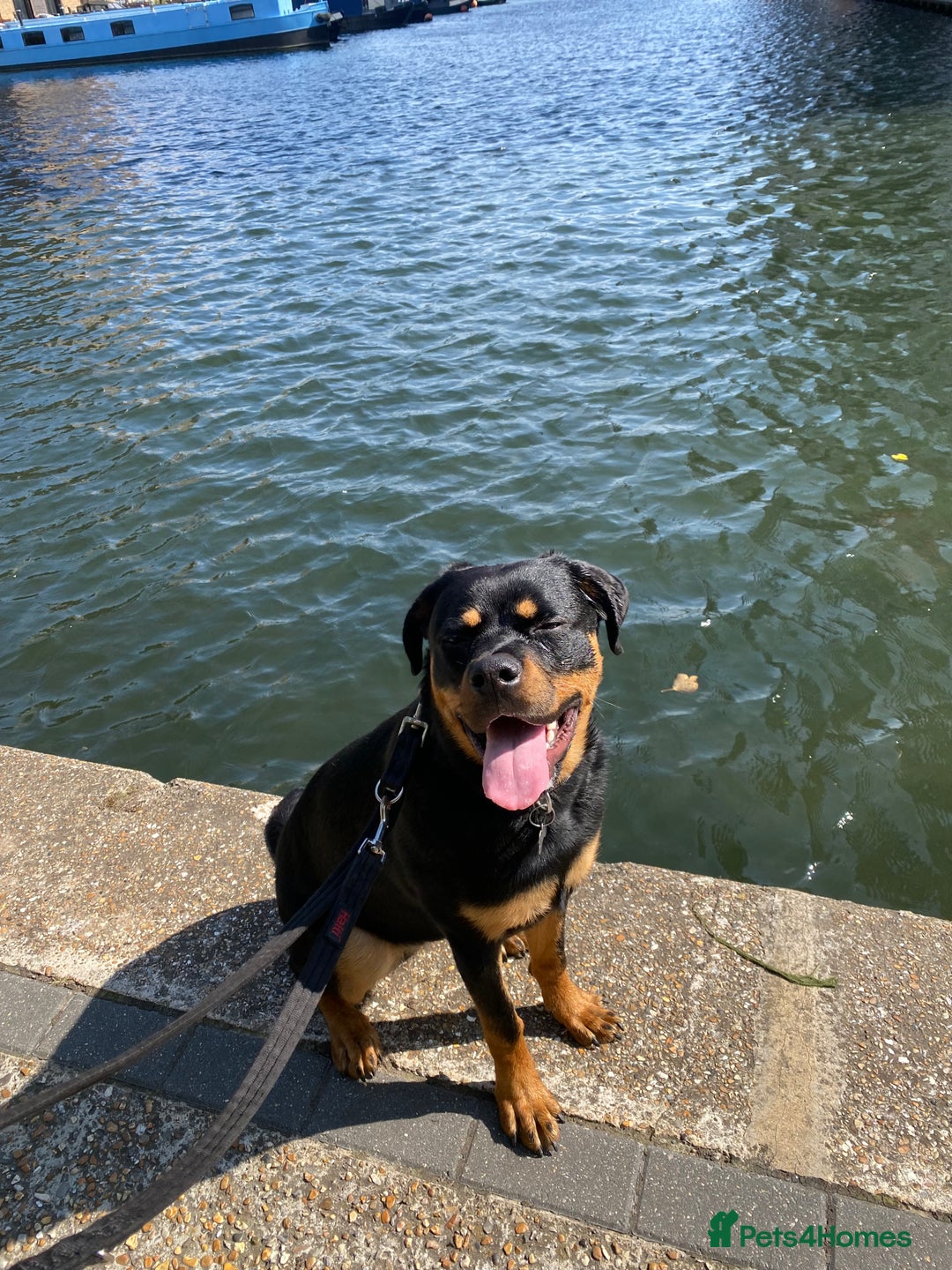 Rottweiler dogs for sale: Teenage Rottweiler - Image 6