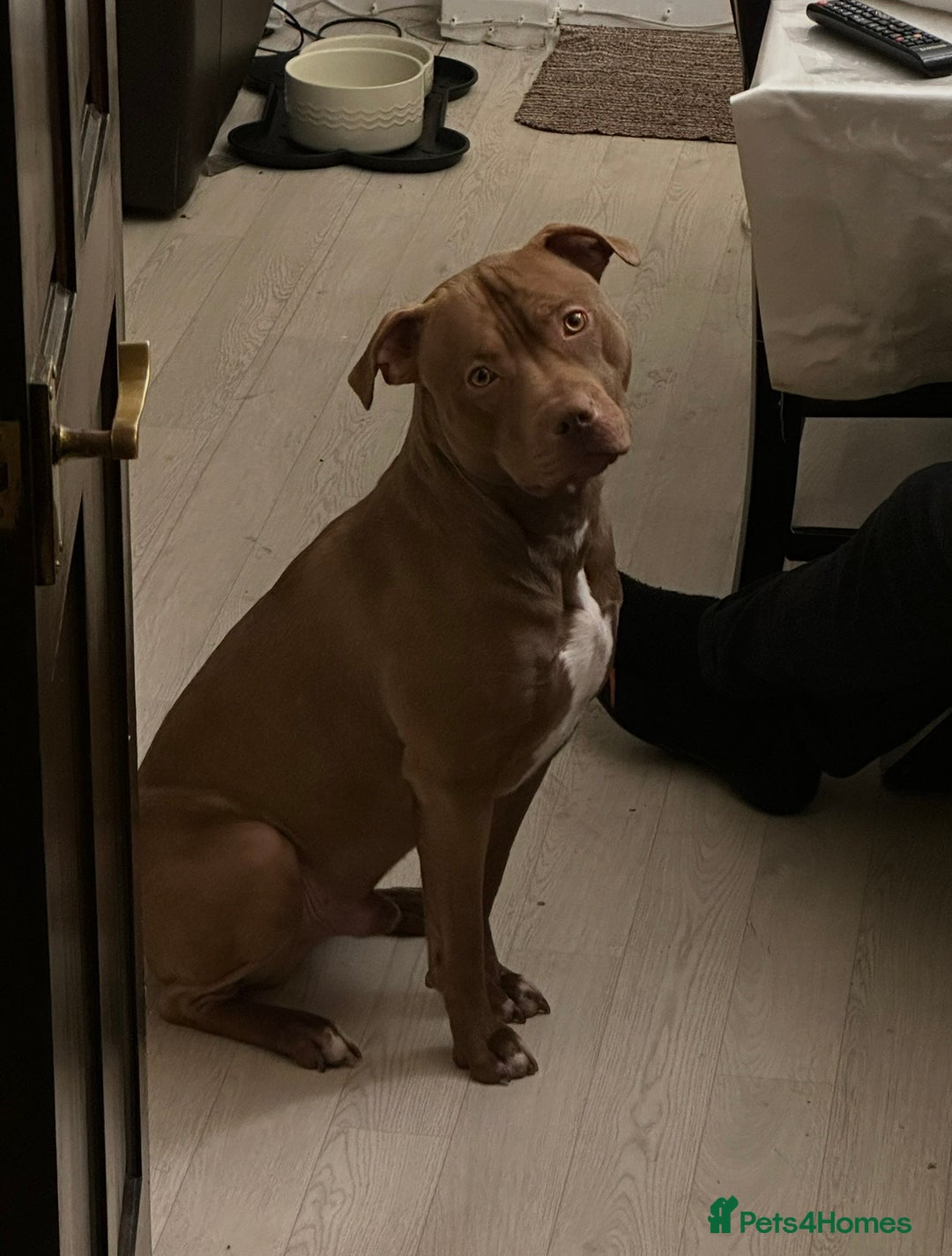 Mixed Breed dogs for sale: STAFFORDSHIRE X AMERICAN BULLY DOG 3YO URGENT - Advert 10