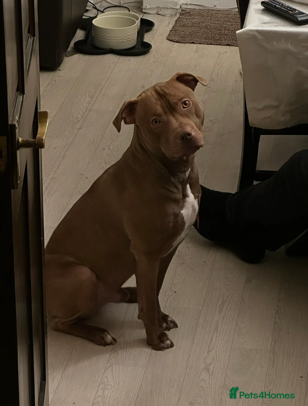 Mixed Breed dogs for sale: STAFFORDSHIRE X AMERICAN BULLY DOG 3YO URGENT - Advert 10