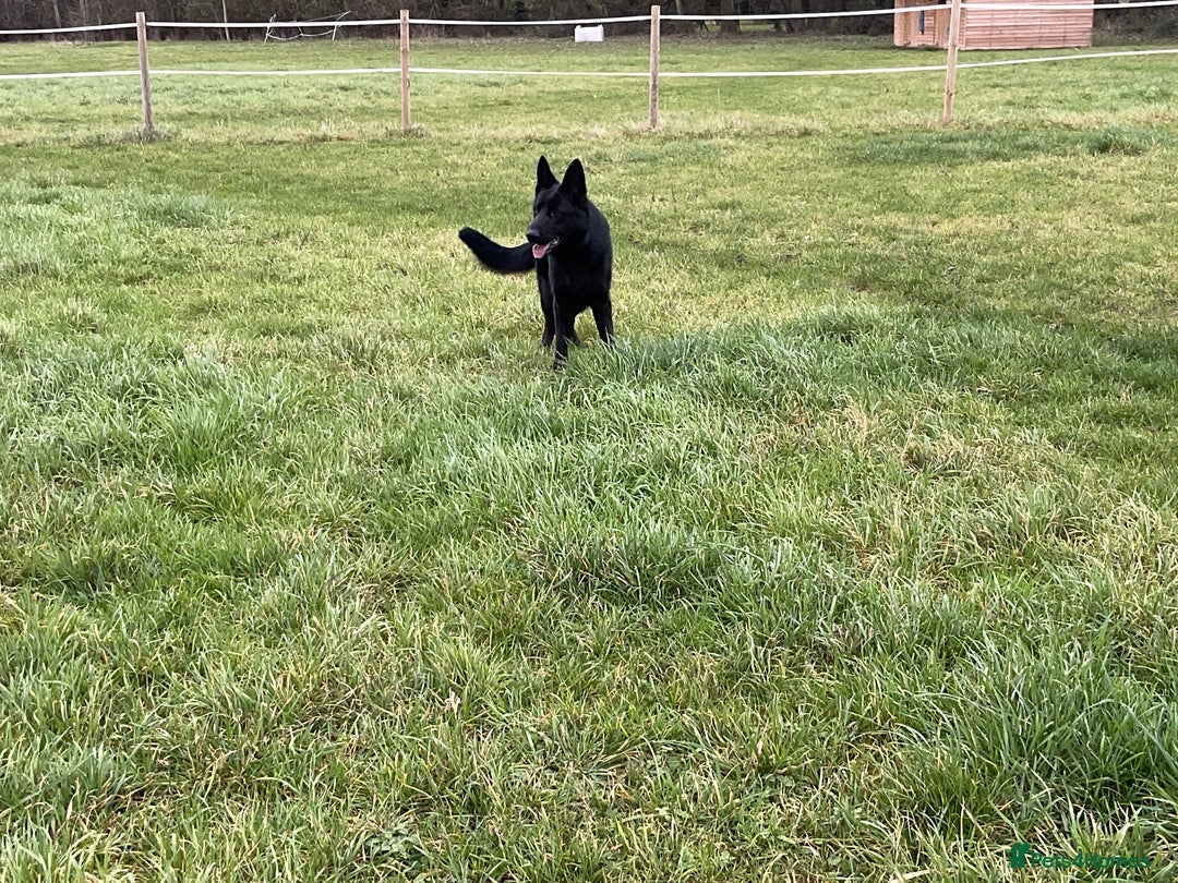 German Shepherd dogs for sale: Outstanding All Black Male  - Advert 7