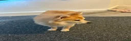 Pomeranian dogs for stud: Pomeranian for STUD  - Advert 8