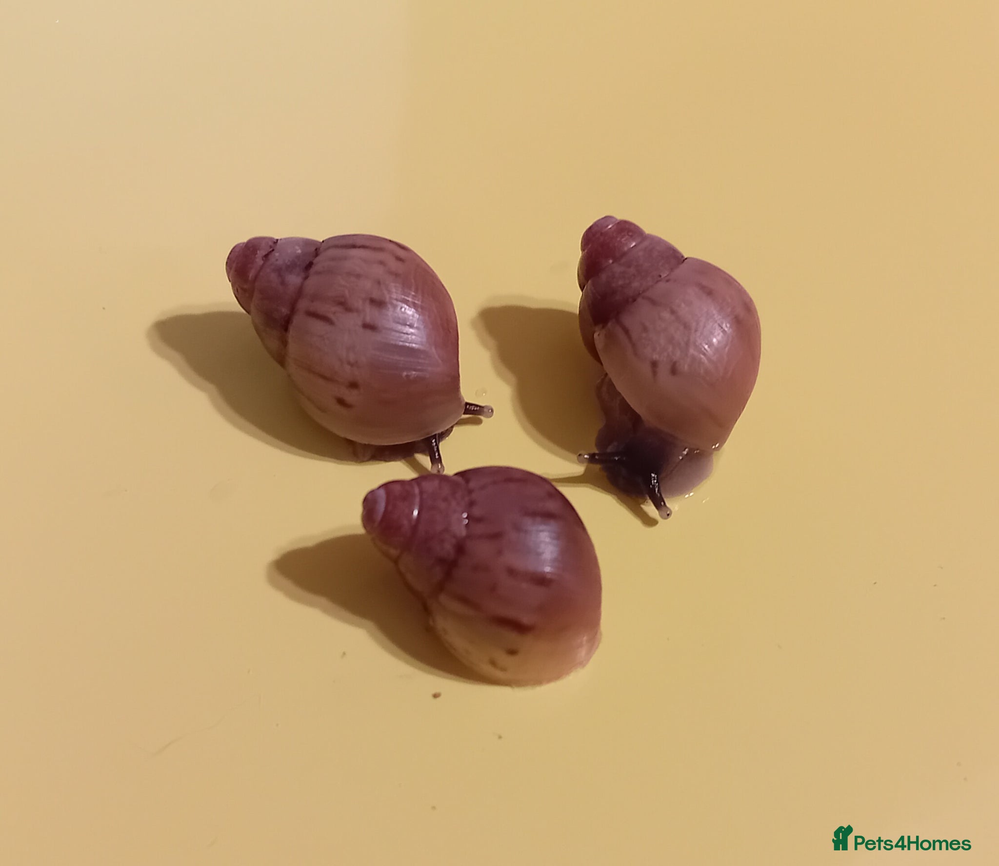 Snails invertebrates ZANZIBAR GIANT AFRICAN LAND SNAILS - Advert 2