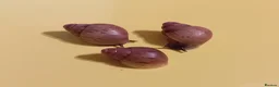 Snails invertebrates for sale: ZANZIBAR GIANT AFRICAN LAND SNAILS - Advert 2