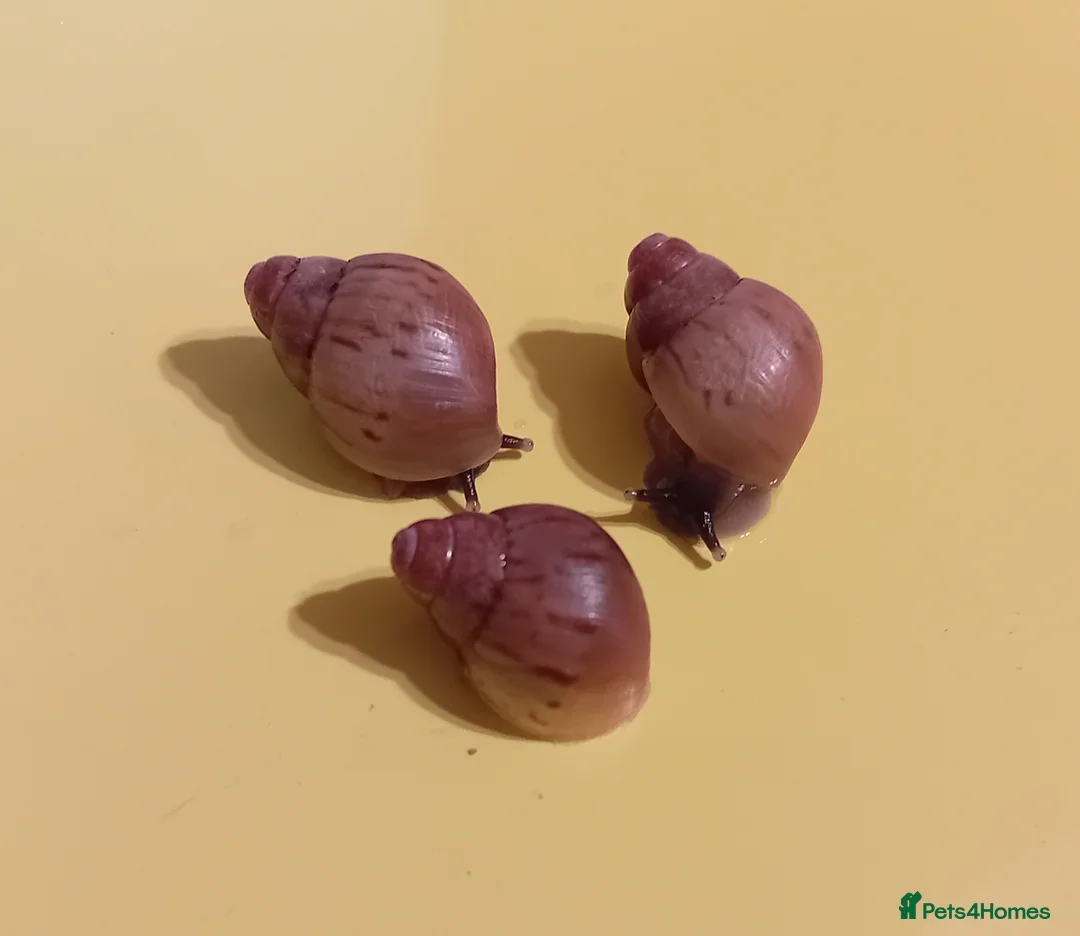 Snails invertebrates for sale: ZANZIBAR GIANT AFRICAN LAND SNAILS - Advert 2