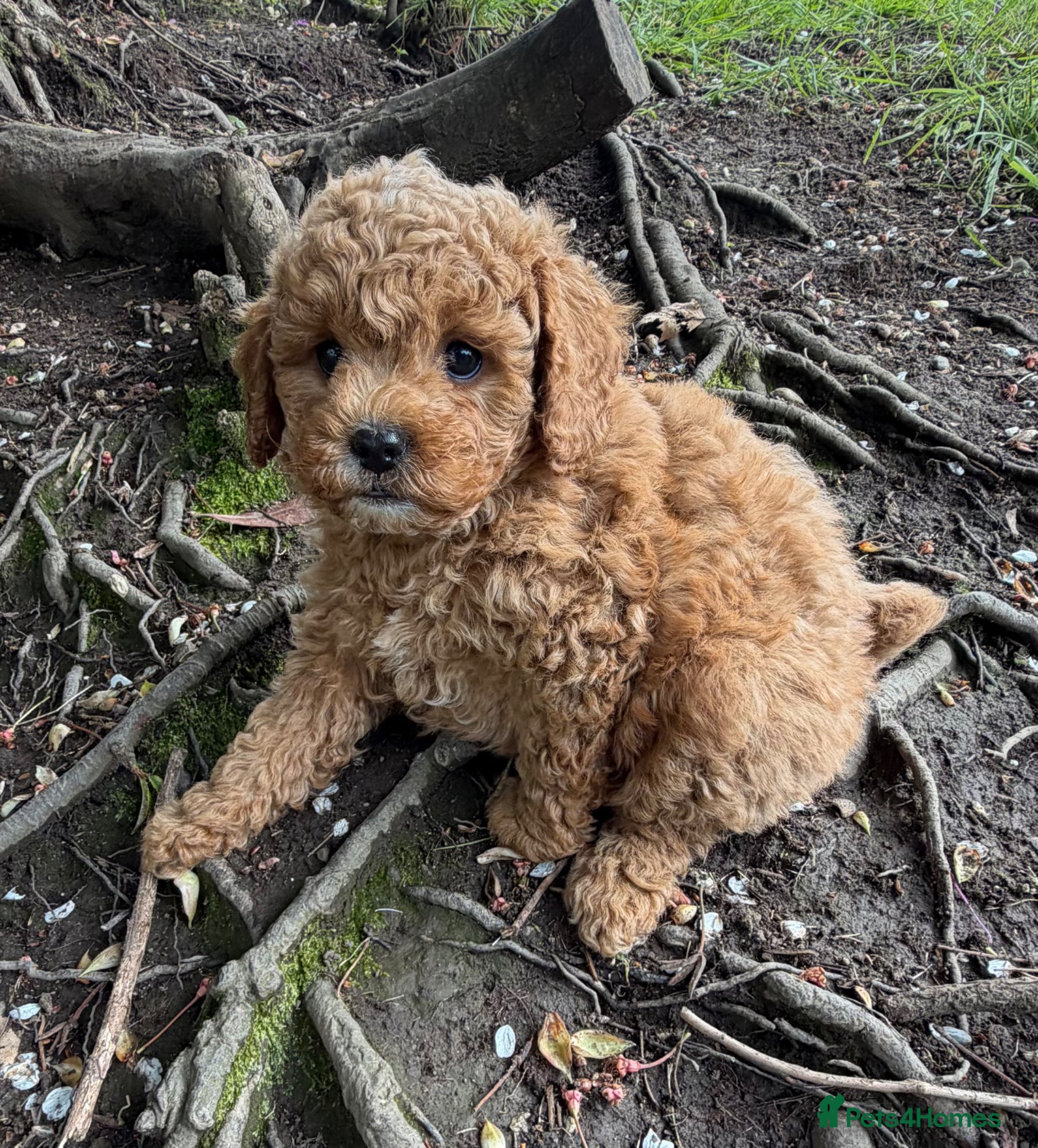 Cavachon dogs 5 ⭐️Gorgeous F1 Fox Red Cavapoochon’s  - Advert 1