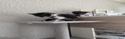 Mixed Breed cats for sale: 5 fluffy shy kittens looking for new home - Advert 7