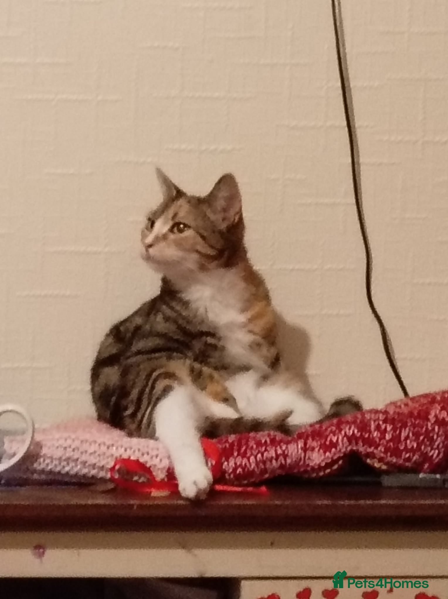 Mixed Breed cats Mother and son looking for new homes - Advert 1