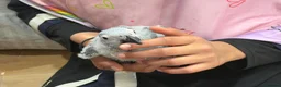 Parrots birds for sale: Young African greys closed rung with cities  in Leeds - Advert 15