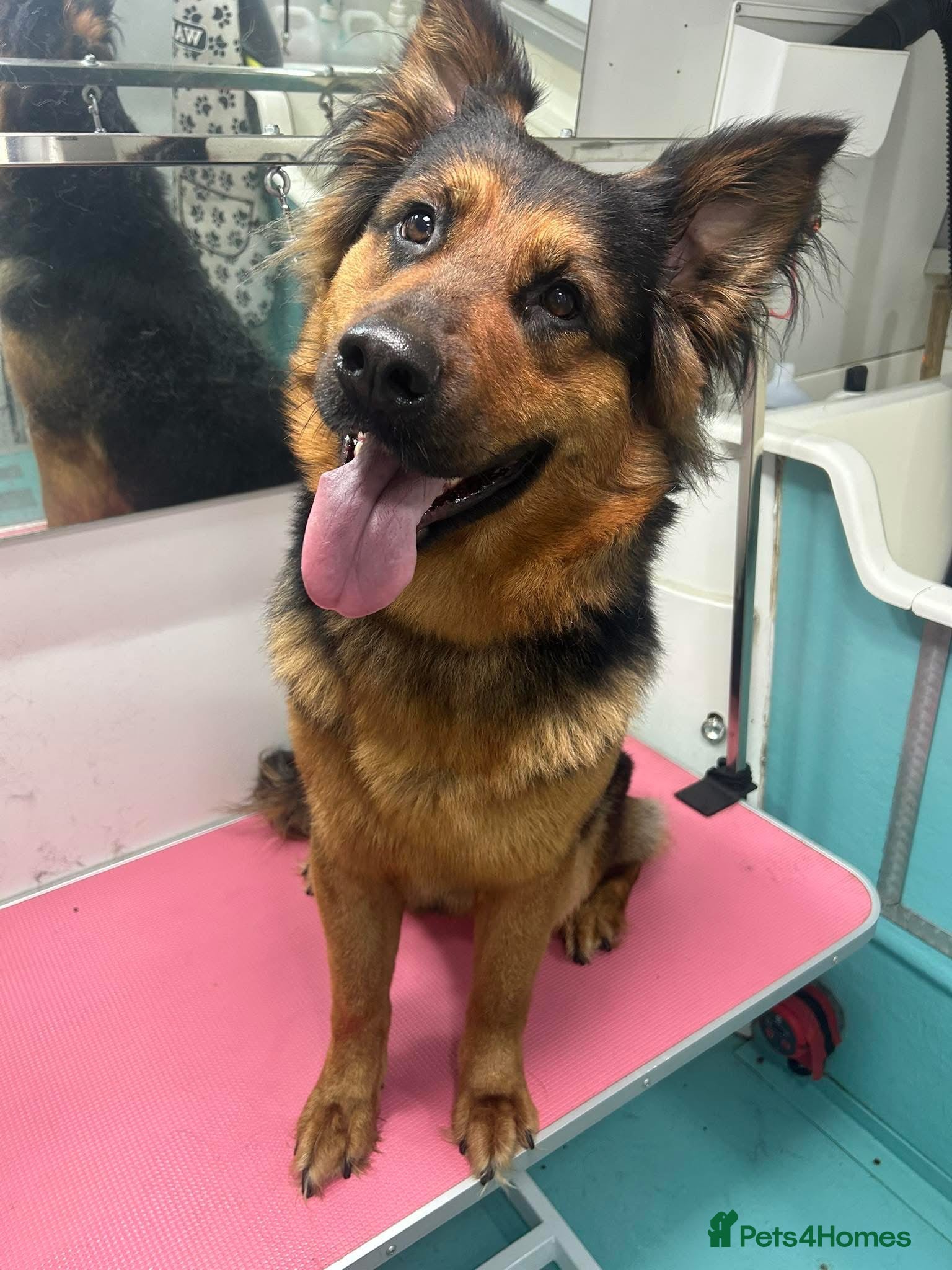 Mixed Breed dogs Narla  - Advert 8