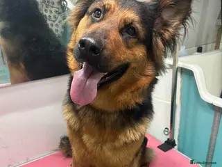 Mixed Breed dogs Narla - Advert 8