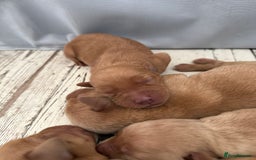 Labrador Retriever dogs for sale: Fox Red Labradors - Image 2