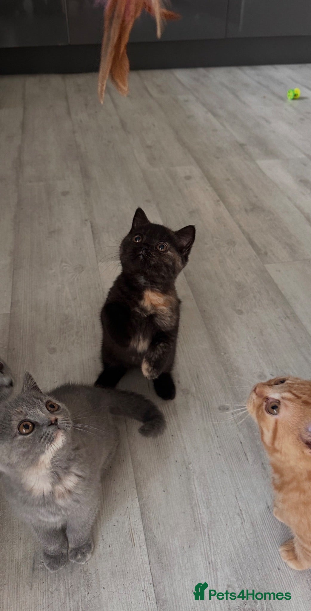 British Shorthair cats 2 Gccf registered BSH kittens ready now - Advert 1