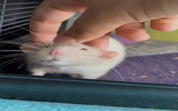 Rat rodents for sale: Four lovely Brothers for Rehoming - Image 4