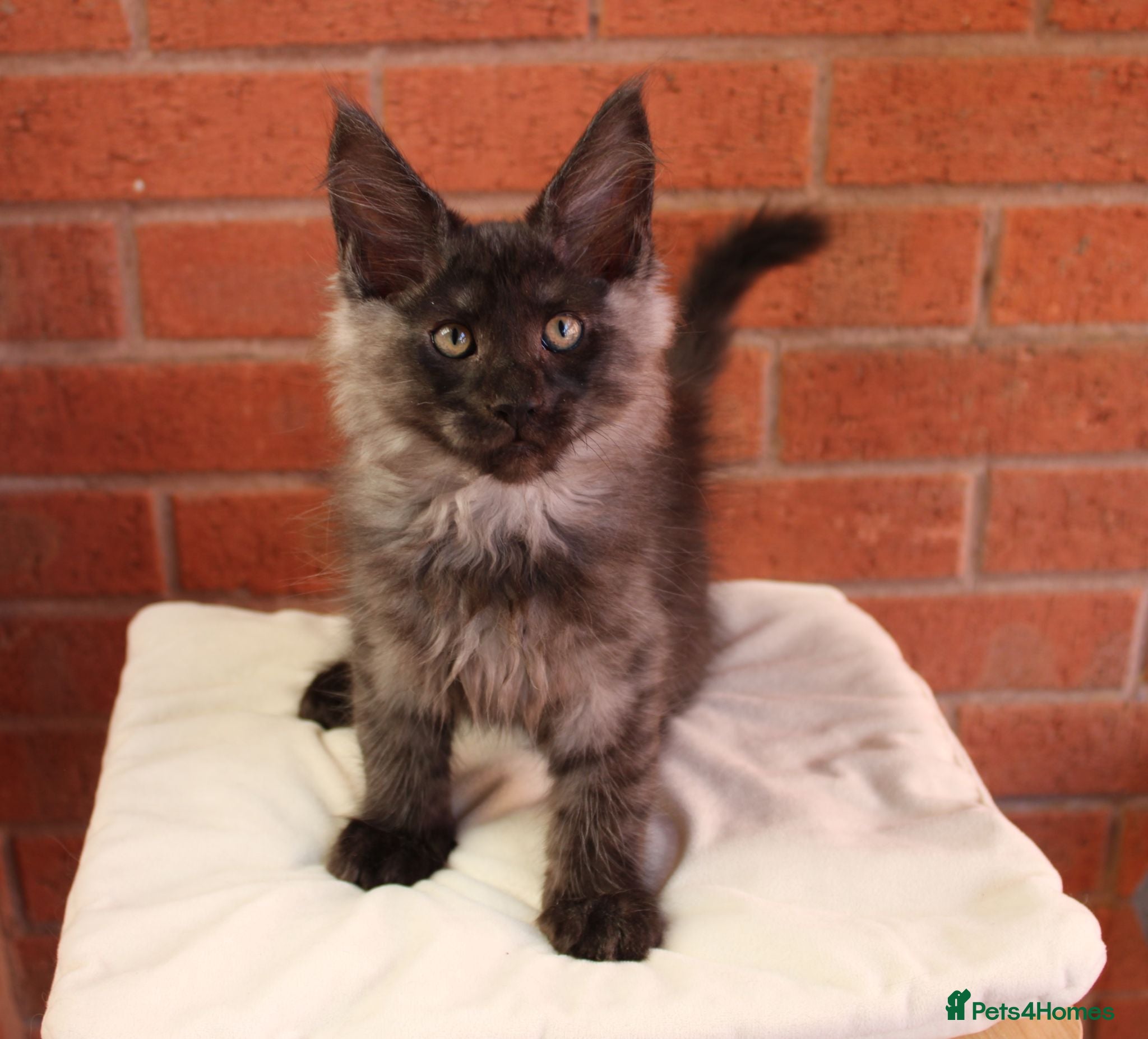 Maine Coon cats 🐾 WildPawzuk TICA Registered Maine Coon Kittens🐾 - Advert 2