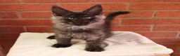 Maine Coon cats for sale: 🐾 WildPawzuk TICA Registered Maine Coon Kittens🐾 - Advert 20
