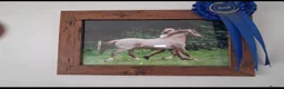 Welsh Section A horses for sale: Welsh sect A mare in Burry Port - Advert 1