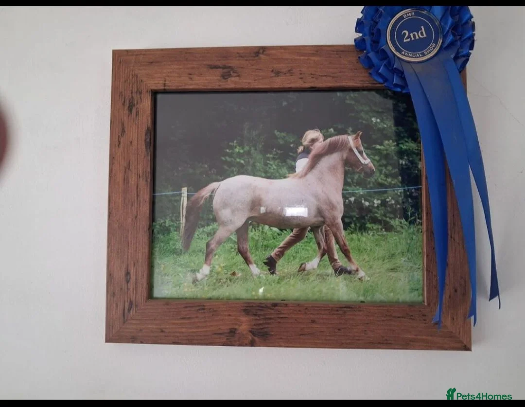 Welsh Section A horses for sale: Welsh sect A mare in Burry Port - Advert 1