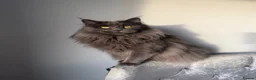 Maine Coon cats for sale: OUTSTANDING SHOW QUALITY MAINE COON KITTENS  - Advert 11