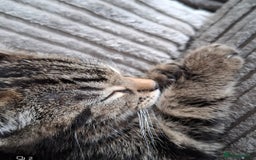 Mixed Breed cats for sale: Beautiful kittens - Image 2