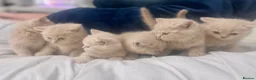 British Shorthair cats for sale: ⭐️ 6 BRITISH CREAM SHORTHAIR ⭐️ - Advert 16