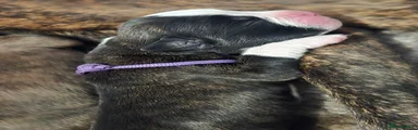 Purple collar 