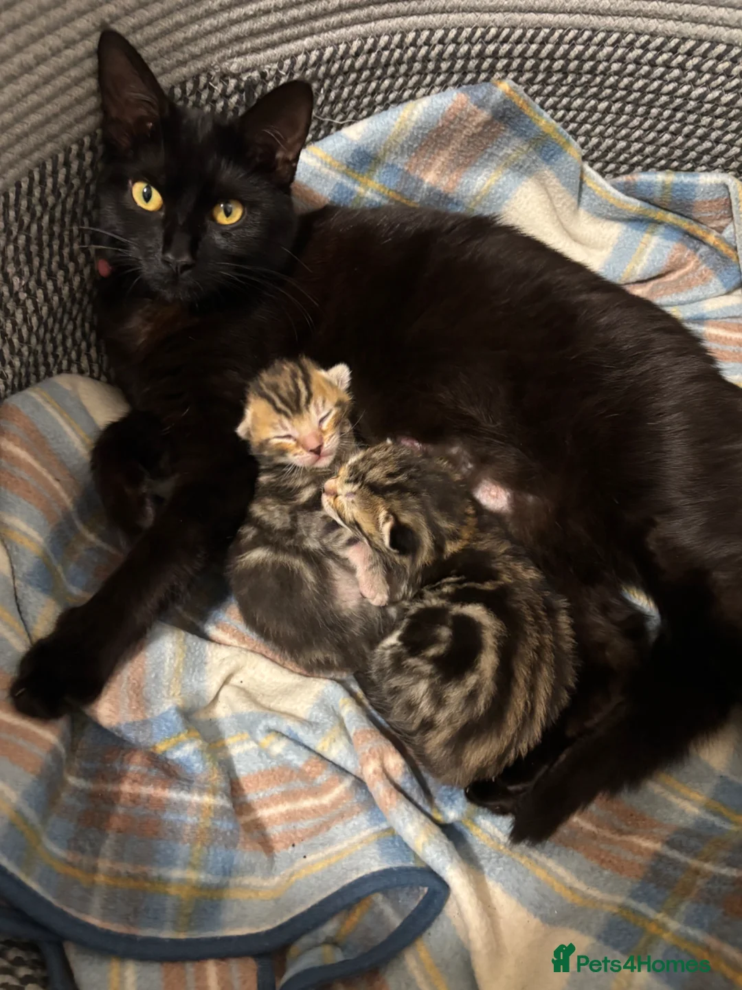 Mixed Breed cats for sale: Beautiful girl kitten for sale  - Advert 9
