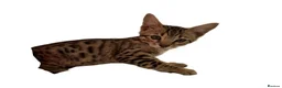 Bengal cats for sale:     Beautiful Rare Sepia Bengal × Savannah Cross  - Advert 9