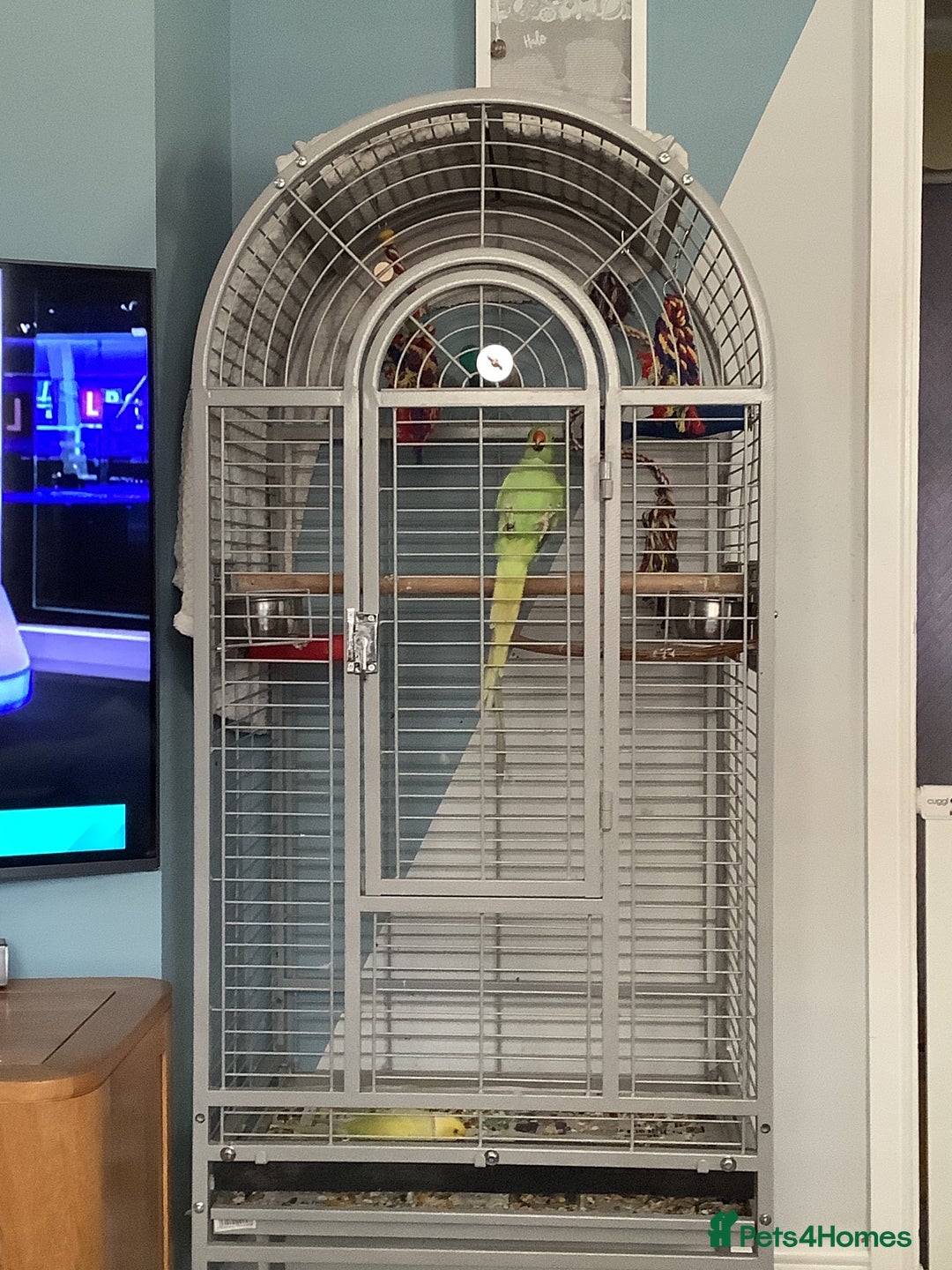 Ringnecks birds for sale: Breeding pair of Indian Ringnecks  - Advert 8