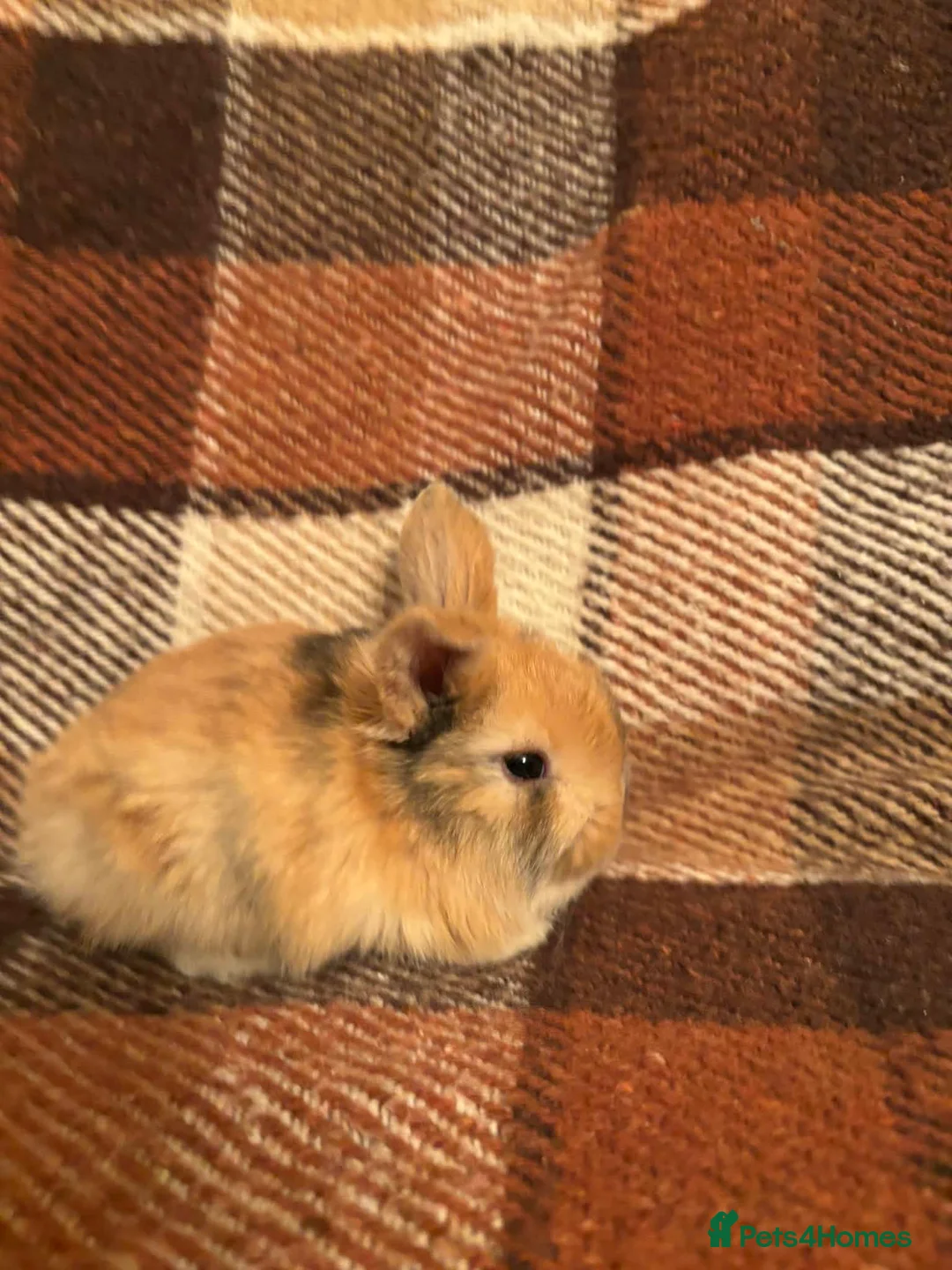 Mini Lop rabbits for sale: Baby Mini Lop rabbits available to loving homes.  - Advert 4