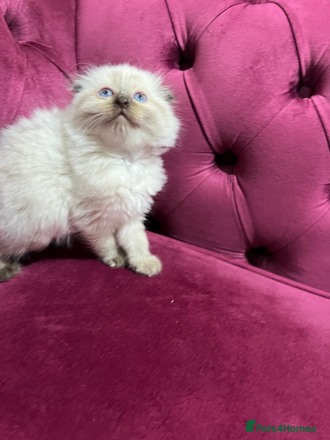 Scottish Fold cats for sale: Beautiful Scottish fold🌹☺️ - Advert 16