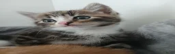 Mixed Breed cats for sale: 5 beautiful kittens for sale - Advert 5