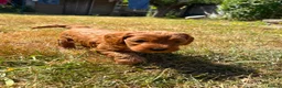 Cockapoo dogs for sale: ❤️ Stunning Health-Tested Red Cockapoo Puppies ❤️ in Edenbridge - Advert 8