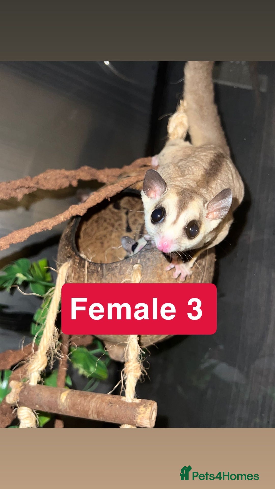 Sugar Glider rodents for sale: 7 sugar gliders for sale - Image 6
