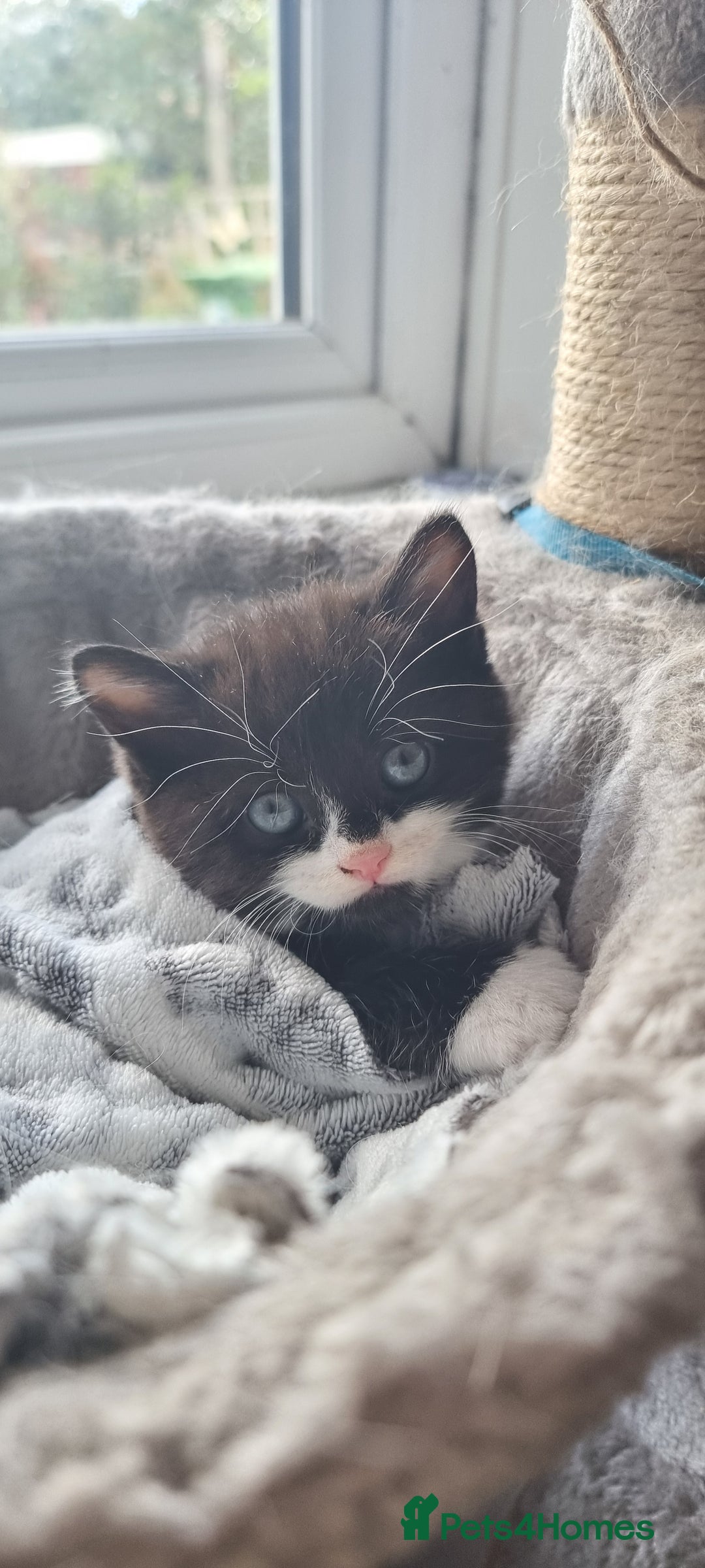 Mixed Breed cats for sale: Two kittens looking for forever homes - Image 8