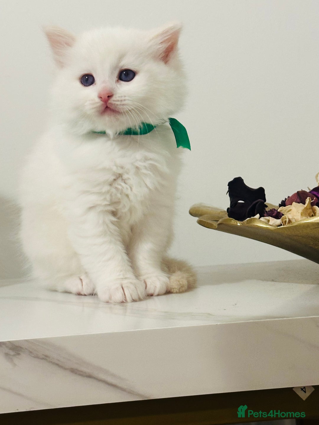 Ragdoll cats for sale: Beautifull flame 🔥 point ragdoll  - Advert 1