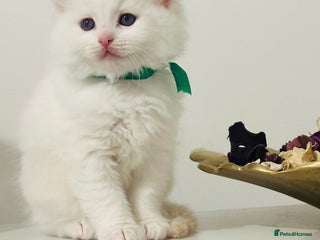 Ragdoll cats Beautifull flame 🔥 point ragdoll - Advert 18